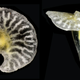 Illustration for article titled Scientists find mysterious species that defy all classifications of life